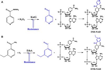 Is IQG-607 a Potential Metallodrug or Metallopro-Drug With a Defined Molecular Target in Mycobacterium tuberculosis?